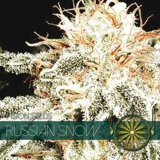 Russian Snow (Vision Seeds) Feminisoidut