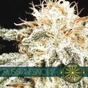 Russian Snow (Vision Seeds) Feminisoidut