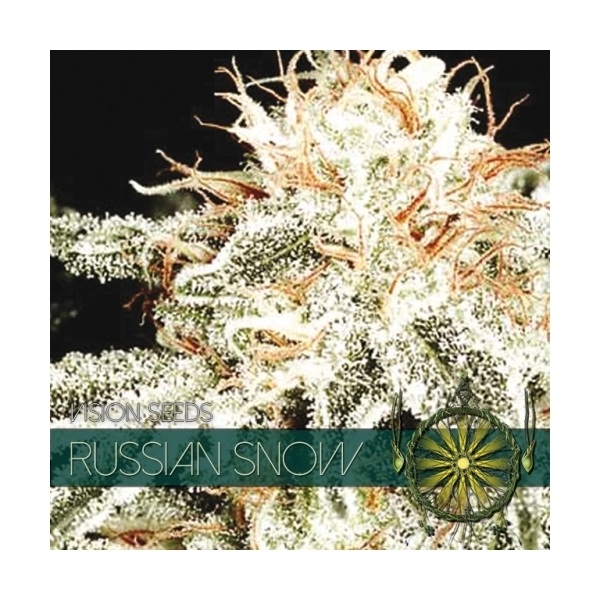 Russian Snow (Vision Seeds) Feminisoidut