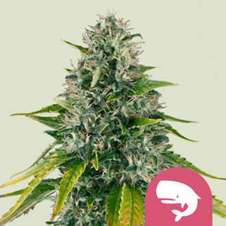 Royal Moby (Royal Queen Seeds) Feminisoidut