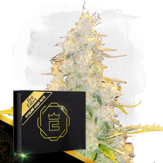 Kitsune Kush Auto (Zamnesia Seeds) feminisoidut