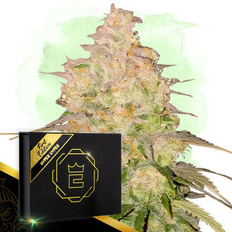 Hyper Vyper (Zamnesia Seeds) Feminisoidut