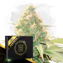 Howling Haze Auto (Zamnesia Seeds) Feminisoidut