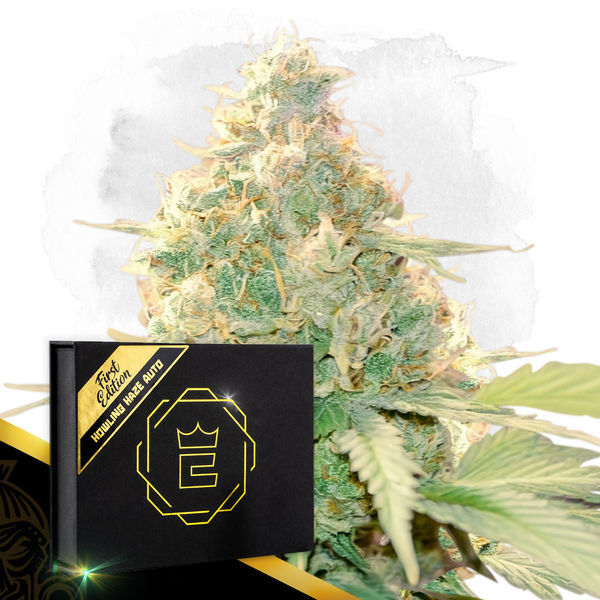 Howling Haze Auto (Zamnesia Seeds) Feminisoidut
