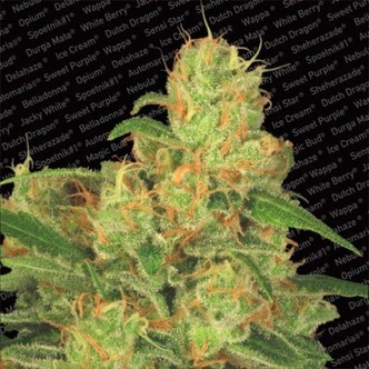 Auto Acid (Paradise Seeds) feminisoitu