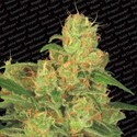 Auto Acid (Paradise Seeds) Feminisoidut