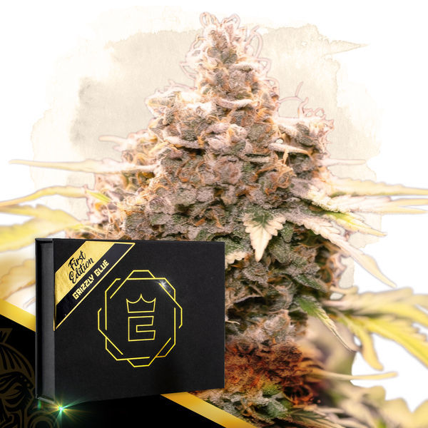 Grizzly Glue (Zamnesia Seeds) Feminisoidut