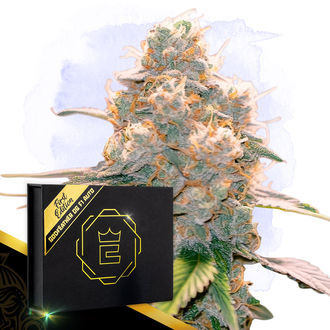 Godfeather OG F1 Autoflower (Zamnesia Seeds) Feminisoidut