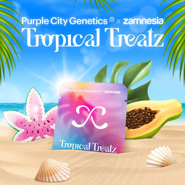Tropical Treatz (Purple City Genetics x Zamnesia Seeds) Feminisoidut