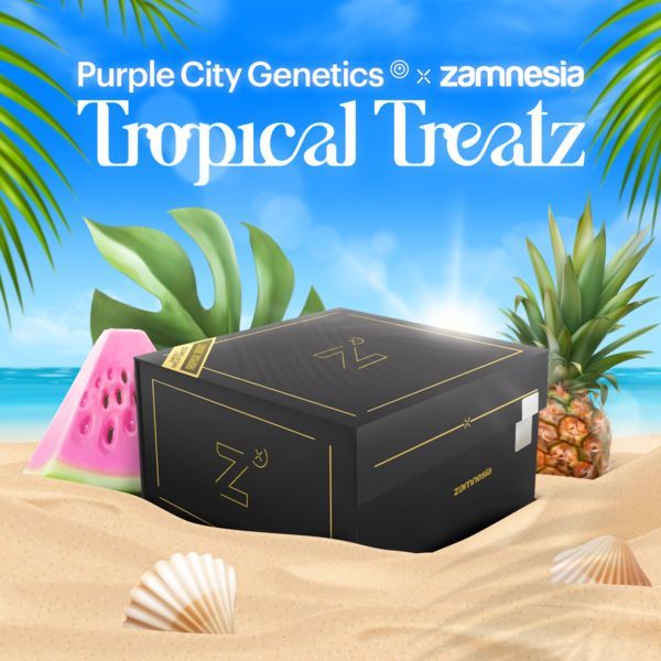 Tropical Treatz (Purple City Genetics x Zamnesia Seeds) Feminisoidut