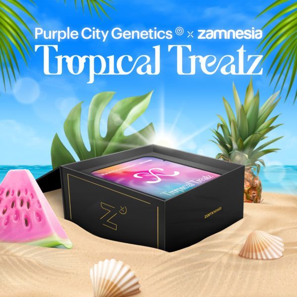 Tropical Treatz (Purple City Genetics x Zamnesia Seeds) Feminisoidut