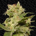 Auto Jack (Paradise Seeds) Feminisoidut