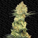 Auto Wappa (Paradise Seeds) Feminisoidut
