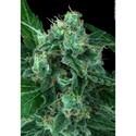 Auto Wappa (Paradise Seeds) Feminisoidut