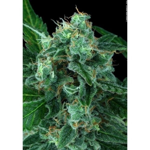 Auto Wappa (Paradise Seeds) Feminisoidut