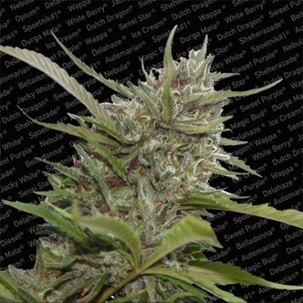 Auto Whiteberry (Paradise Seeds) feminisoidut