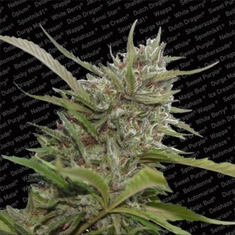 Auto Whiteberry (Paradise Seeds) Feminisoidut