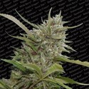 Auto Whiteberry (Paradise Seeds) Feminisoidut