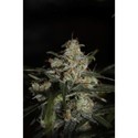 Auto Whiteberry (Paradise Seeds) Feminisoidut