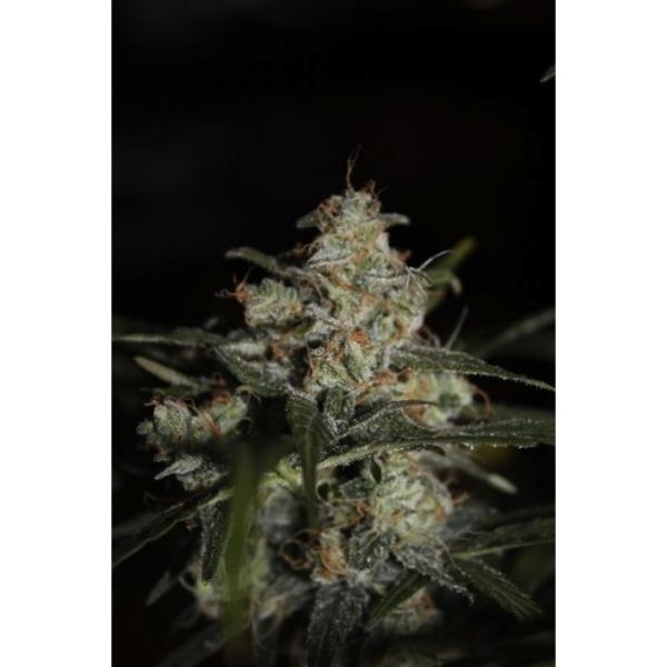 Auto Whiteberry (Paradise Seeds) Feminisoidut