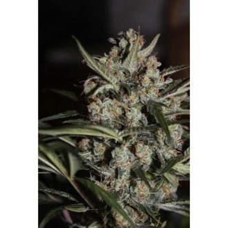 Auto Whiteberry (Paradise Seeds) Feminisoidut