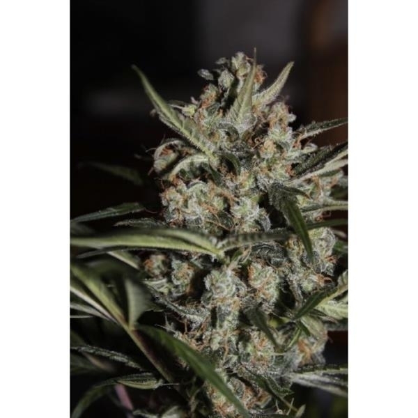 Auto Whiteberry (Paradise Seeds) Feminisoidut