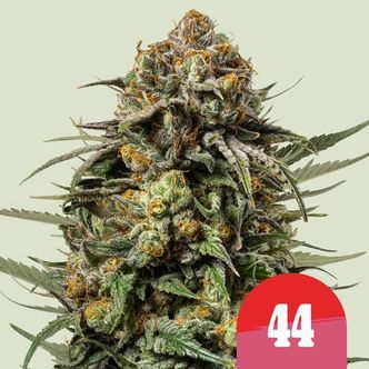 Gelato 44 (Royal Queen Seeds) Feminisoidut
