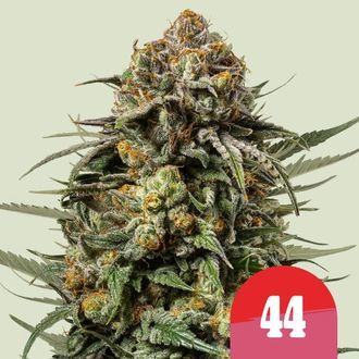 Gelato 44 (Royal Queen Seeds) Feminisoidut