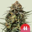 Gelato 44 (Royal Queen Seeds) Feminisoidut