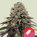 Dynamite Diesel (Royal Queen Seeds) Feminisoidut