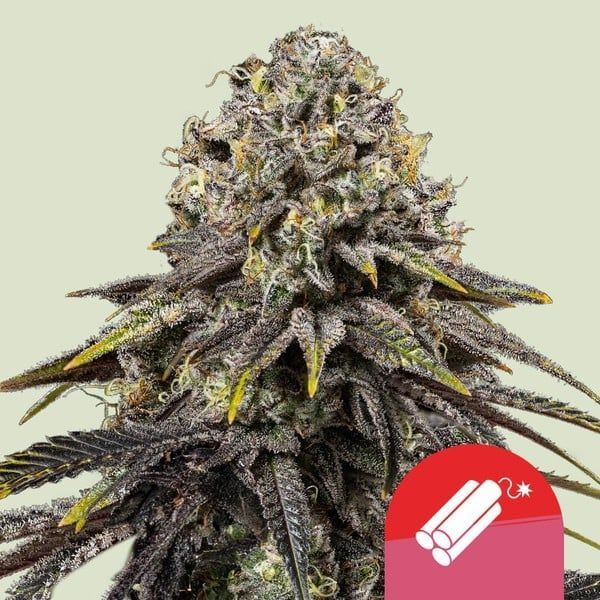 Dynamite Diesel (Royal Queen Seeds) Feminisoidut