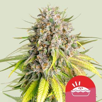 Punch Pie (Royal Queen Seeds) Feminisoidut