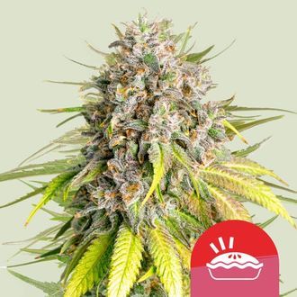 Punch Pie (Royal Queen Seeds) Feminisoi&shy;tut kannabiksen siemenet