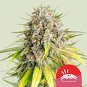 Punch Pie (Royal Queen Seeds) Feminisoi­tut kannabiksen siemenet