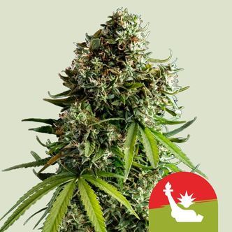 NYC Sour D Automatic (Royal Queen Seeds) Feminisoidut