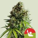 NYC Sour D Autoflower (Royal Queen Seeds) Feminisoidut