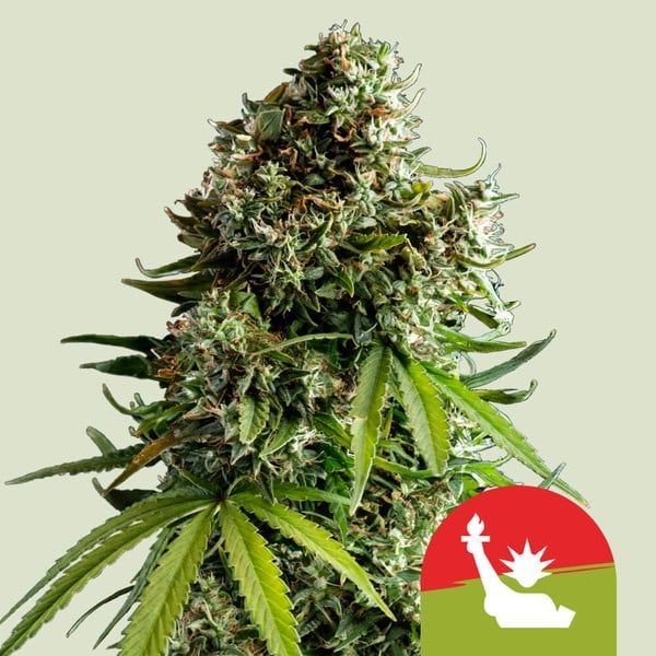 NYC Sour D Autoflower (Royal Queen Seeds) Feminisoidut