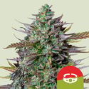 GOAT'lato Autoflower (Royal Queen Seeds) Feminisoidut