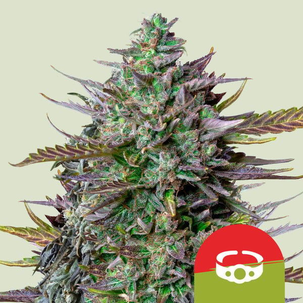 GOAT'lato Autoflower (Royal Queen Seeds) Feminisoidut