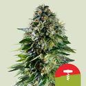Corkscrew Autoflower (Royal Queen Seeds) femisoitu