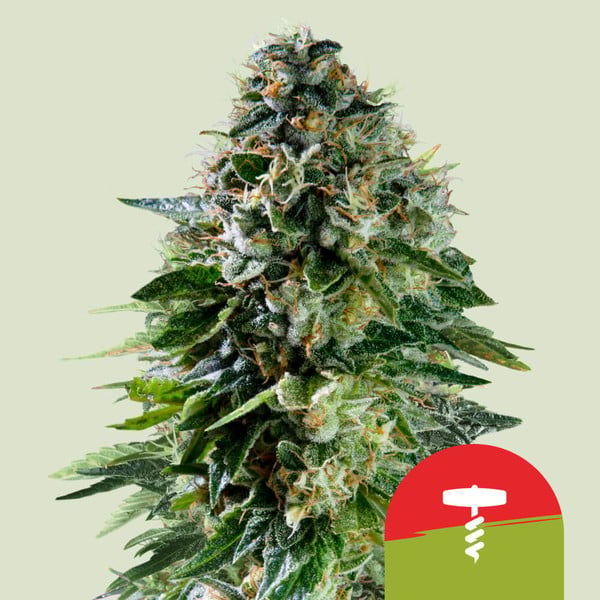 Corkscrew Autoflower (Royal Queen Seeds) femisoitu