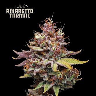Amaretto Tarmac (Seedstockers) Feminisoidut
