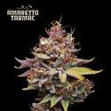 Amaretto Tarmac (Seedstockers) Feminisoidut