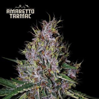 Amaretto Tarmac Auto (Seedstockers Superior) feminisoidut