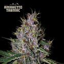 Amaretto Tarmac Auto (Seedstockers) Feminisoidut