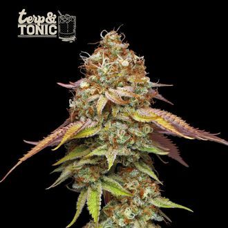 Terp & Tonic (Seedstockers) Feminisoidut