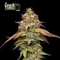 Terp & Tonic (Seedstockers) Feminisoidut