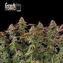 Terp & Tonic Auto (Seedstockers) Feminisoidut