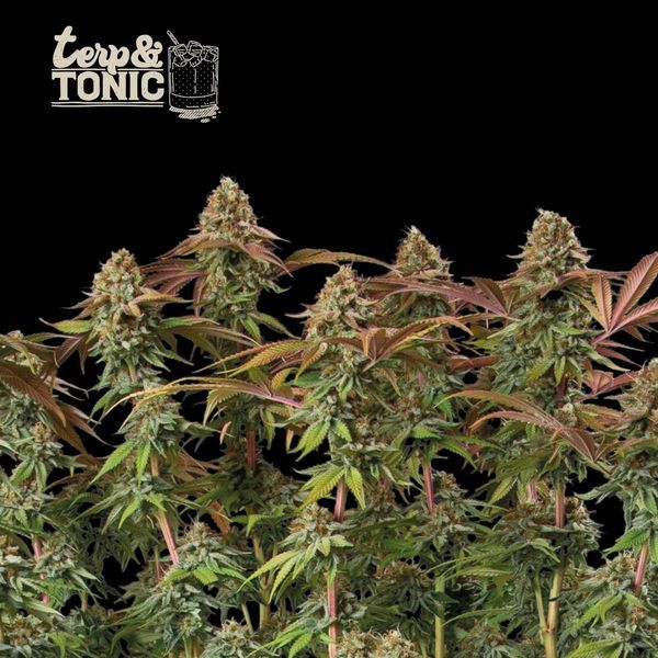Terp & Tonic Auto (Seedstockers) Feminisoidut