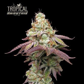Tropical Zmoothie (Seedstockers Superior) feminisoidut